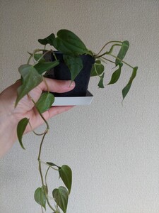 フィロデンドロン ビロードカズラ スタン
