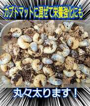 カブトムシマットにブロックのまま埋め込むと幼虫が潜り込みモリモリ食べて大きくなる！椎茸菌床4個☆クヌギ100％原料使用！産卵材にもOK！_画像3