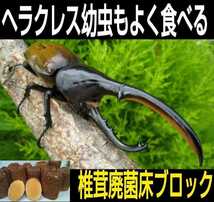 カブトムシマットにブロックのまま埋め込むと幼虫が潜り込みモリモリ食べて大きくなる！椎茸菌床4個☆クヌギ100％原料使用！産卵材にもOK！_画像9