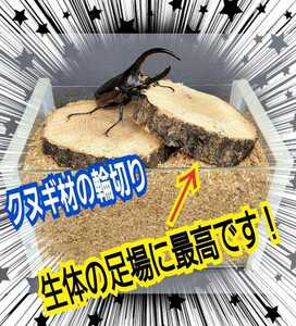 クワガタ、カブトムシの交尾の場所に最適！良質☆クヌギ朽木の輪切り【5枚セット】とまり木、足場、転倒防止、ディスプレイにも抜群です！