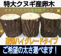 クヌギ産卵木☆太さご希望承ります！直径8～14センチ☆長さ13センチ☆硬めを好むオオクワガタ向きです！数量限定販売☆他商品と同梱OKです_画像2