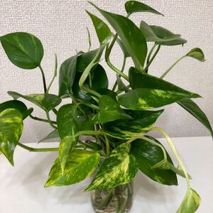 ポトス 観葉植物 発根済み苗 11本
