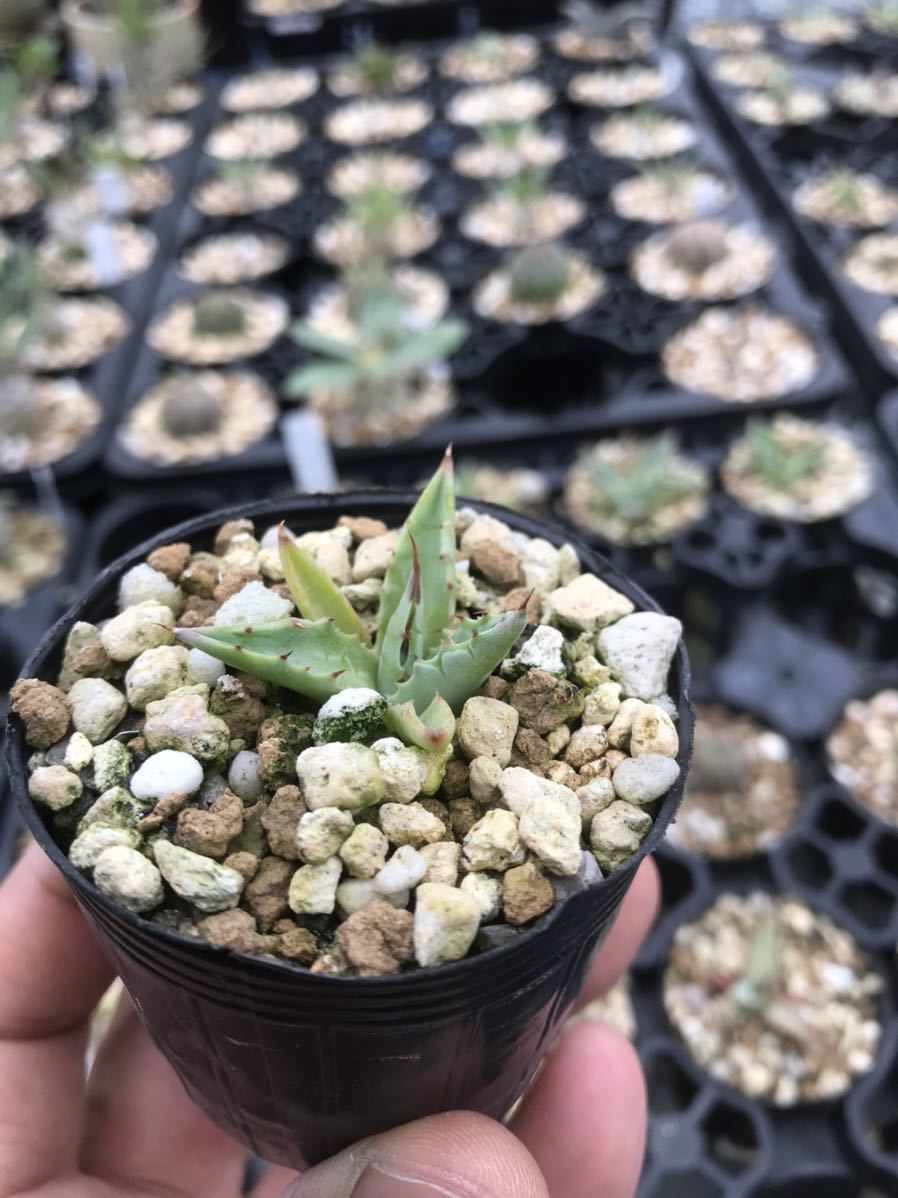 ブラック系超歓迎 g21 アガベ 多肉植物 笹の雪 濃白株 20株 植物/観葉 ...