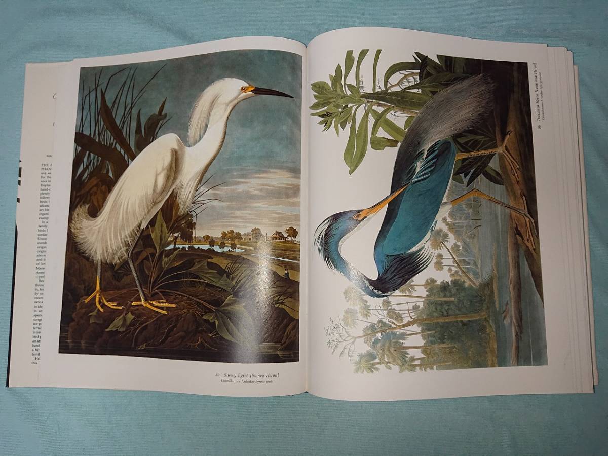 Birds Of Original 北アメリカ Audubon 鳥類 ジョン ジェームズ オーデュボン Americas By Drawings James From 洋書 John America Www Esyav Com