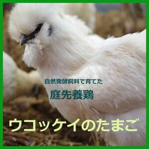 【送料無料】烏骨鶏のたまご ウコッケイの有精卵　6個