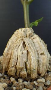 多肉植物　マテレア　シクロフィラ　塊根種　黒い花　ガガイモ科　