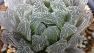 多肉植物　ハオルチア　白斑　ピリフェラ錦