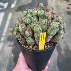 Euphorbia Enopla Heal