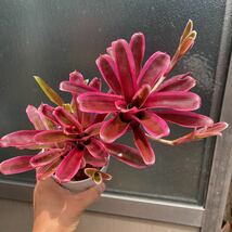 ブロメリア　コレクション　Neoregelia 斑入りファイヤーボール_画像2