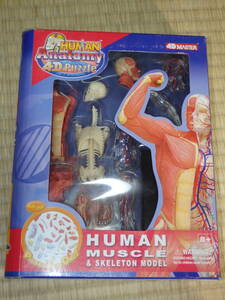 FD17/HUMAN anatomy 4D puzzle/ヒューマンアナトミーパズル/人体模型/脳/頭蓋骨/パズル/理科/2個セット/