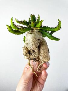 9 ユーフォルビア ステラータ 飛竜 Euphorbia stellata ( サボテン 多肉植物 塊根植物 コーデックス パキポディウム アガベ