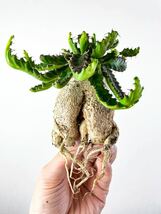 9 ユーフォルビア ステラータ 飛竜 Euphorbia stellata ( サボテン 多肉植物 塊根植物 コーデックス パキポディウム アガベ_画像2