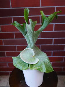 観葉植物　インテリア　ビカクシダ　スパーバム　コウモリラン　高さ約40センチ　2