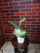 観葉植物　インテリア　ビカクシダ　スパーバム　コウモリラン　高さ約40センチ　5_画像3