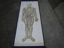 【OC20608】骨格図 掛け軸 「軸製人体解剖図」　日本教図株式会社_画像1