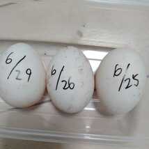 異血統純白コールダック種卵3個 有精卵 選べるオマケあり_画像9