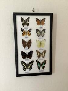 新品　蝶　標本　１０種