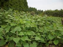 宮崎県産新鮮ヤーコン茶：＠２００ｇ：無農薬、有機肥料、土着菌栽培_画像1