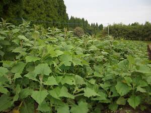 宮崎県産新鮮ヤーコン茶：＠２００ｇ：無農薬、有機肥料、土着菌栽培