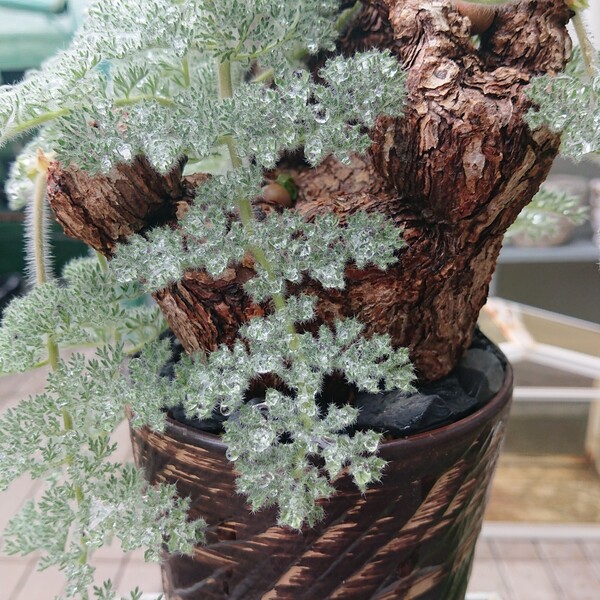 大型 Pelargonium triste ペラルゴニウム トリステ 鉢付