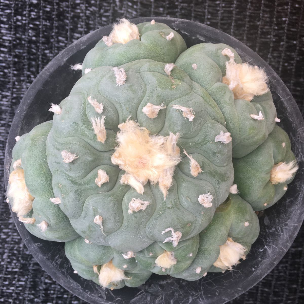 4 銀冠玉群生 サボテン多肉植物 Arabic Redseaholidaybookings Com 4 銀冠玉群生 サボテン多肉植物 Arabic Redseaholidaybookings Com