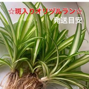 ☆涼しげで癒される☆斑入り☆オリヅルラン☆折鶴蘭☆