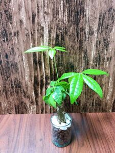 パキラ アクティカ 観葉植物 ハイドロカルチャー