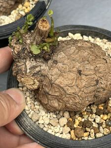 ステファニア スベローサ Stephania suberosa 植木鉢多肉植物 亀甲竜 