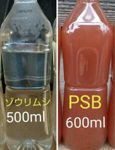 ゾウリムシ 500ml & PSB(光合成細菌)600ml。ペットボトル発送。