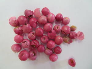 ペッパーベリー種50粒・今蒔き時！ドライフラワー■ピンクコショウ