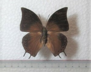 蝶標本　アミカスフタオチョウ　フィリピン産　1♂　