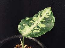 【中株】Aglaonema pictum ”type NIRVASH” from Pulau Nias【AZ0611-3】 アグラオネマ ニルバーシュ AZネームド厳選良株_画像4