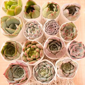 多肉植物 韓国苗 カット苗 寄せ植え セット 詰め合わせ エケベリア 15個