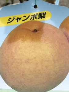  jumbo pear ( none ) sapling 