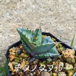 アガベ チタノタブルー 実生
