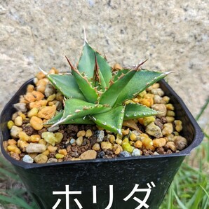 アガベ ホリダ 実生