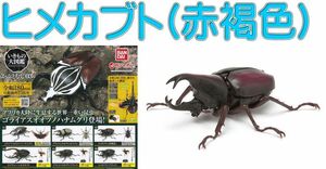 ■いきもの大図鑑 かぶとむし03■単品：ヒメカブト（赤褐色）