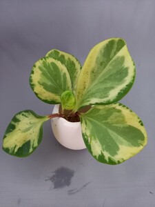 観葉植物 オブツシフォリア班入り2本セット