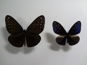 蝶の標本　ルリマダラ2種　箱付き