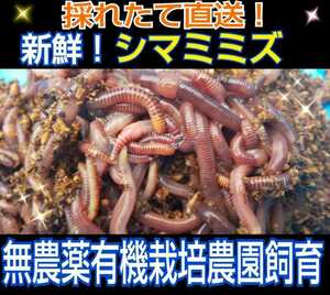 観賞魚の餌に！新鮮！採れたて直送！シマミミズ100匹セット☆良く食べます！栄養満点！爬虫類の餌、亀の餌、釣りの餌、コンポストにも！