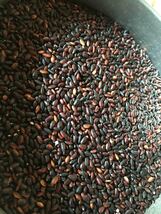 令和３年産コシヒカリ玄米10kg+紫黒米500g_画像2