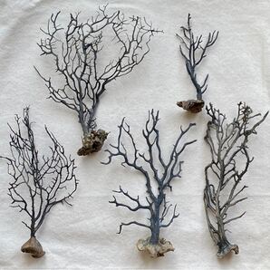 211☆大きめセット 枝みたいな ウミウチワ ハンドメイド インテリア 工作 材料 パーツ
