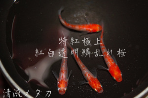 【清流メダカ】特紅極上 紅白透明鱗乱れ桜 めだか 有精卵15個 サボラメ キッシング ロングフィン