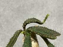 3. euphorbia stellata ユーフォルビア ステラータ 飛竜 塊根植物 コーデックス 多肉植物 トゲモノ パキポディウム アデニウム 【PLANET】_画像4