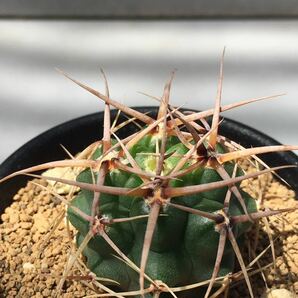 Gymnocalycium horridispinum ギムノカリキウムホリデスピナム 恐竜丸  鐘鬼丸 実生株 美花サボテン 選別株の画像4