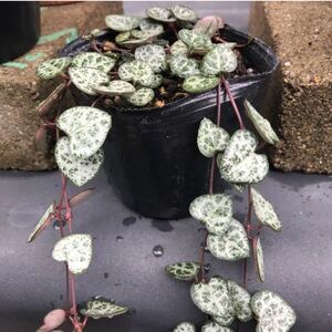 観葉植物 ハートカズラ 抜き苗