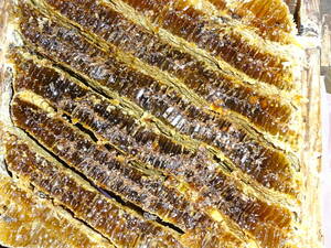 日本蜜蜂の天然百花蜂蜜はちみつ　３～４年物です