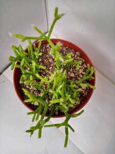 多肉植物　リプサリス　抜き苗