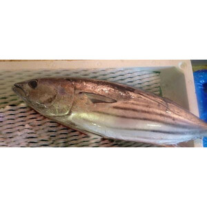 [ carefuly selected buying up ] bonito 1 tail ( approximately 2.6-3.5kg) Chiba prefecture production and ..