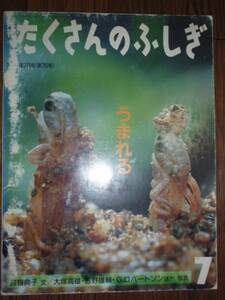 ●月刊たくさんのふしぎ1991.7 うまれる G